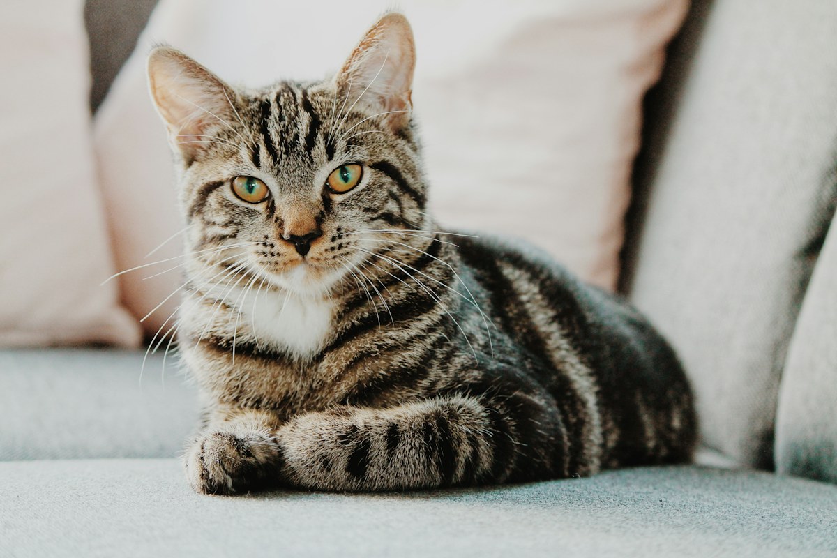 Liquid Chrome Cat reference image